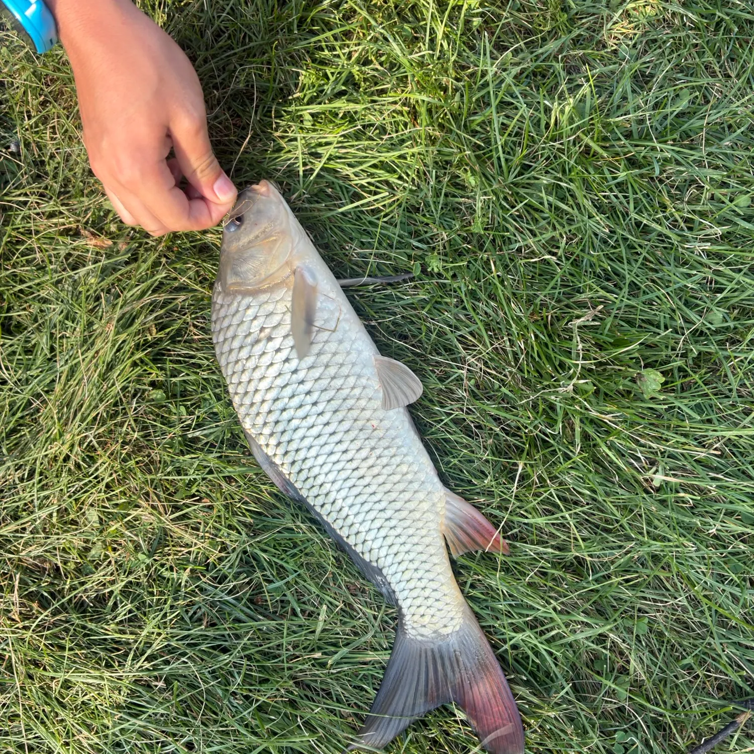 Common carp caught on Fishbrain