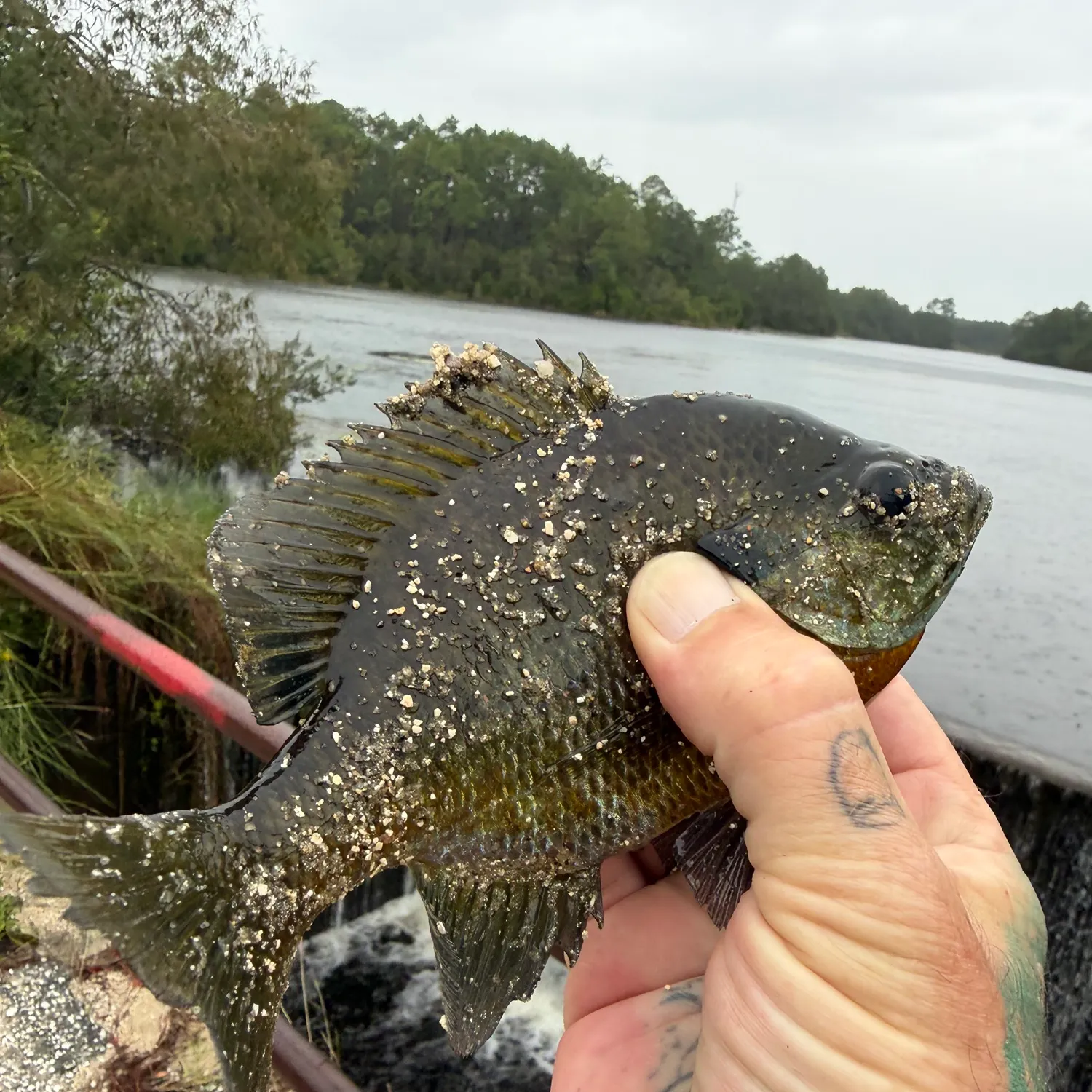 Bluegill caught on Fishbrain