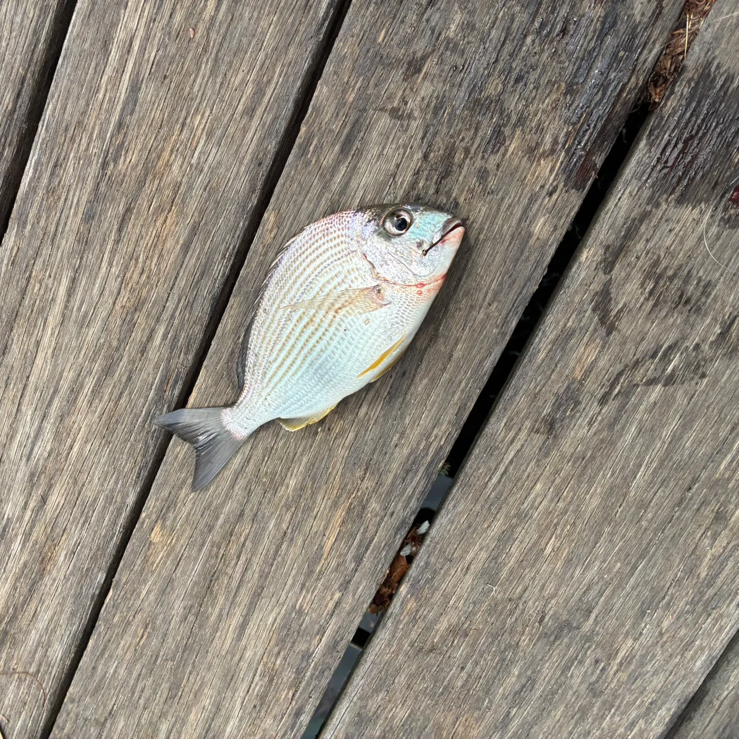 The most recent Surf bream catches on Fishbrain
