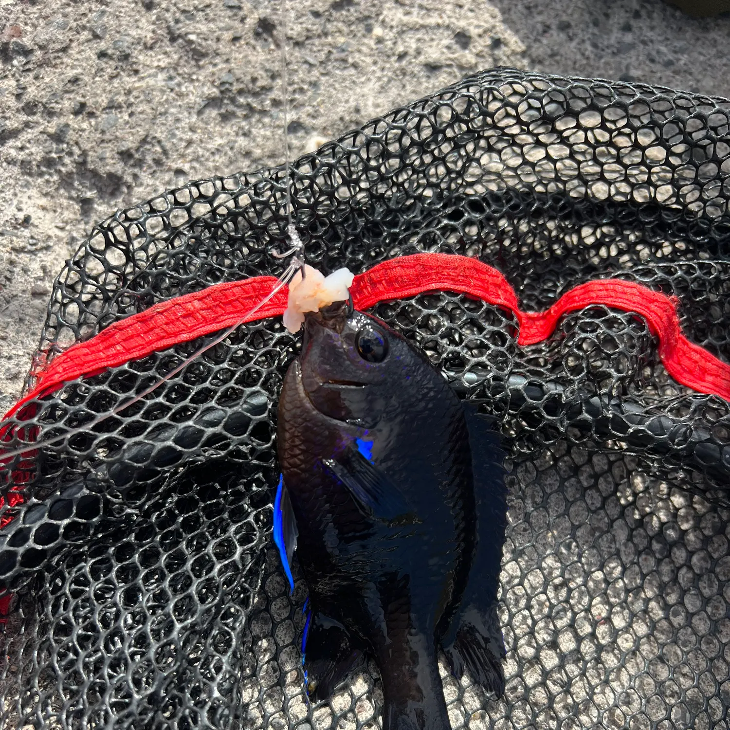 The most recent Canary damsel catches on Fishbrain