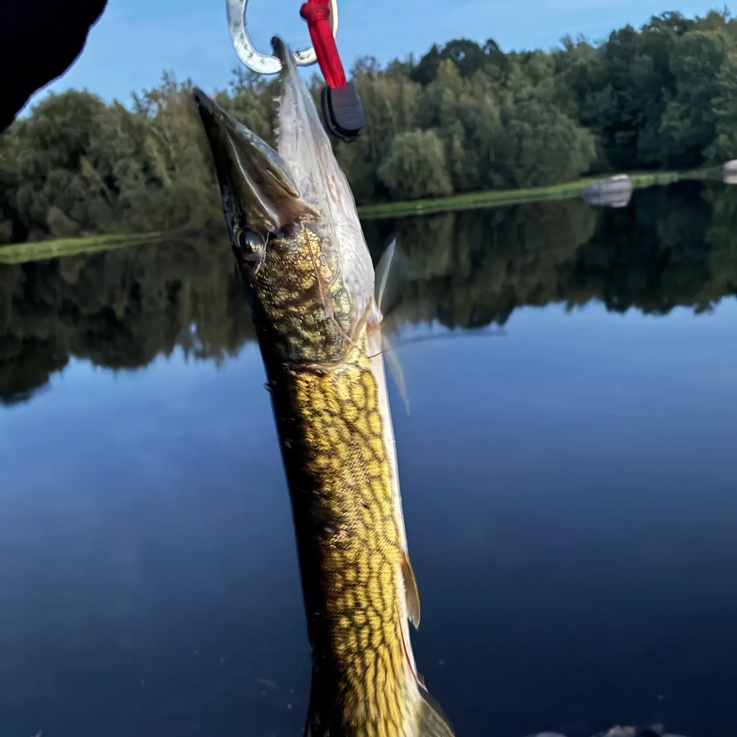 Chain pickerel caught on Fishbrain