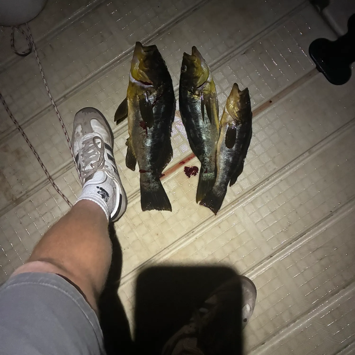 Kelp bass caught on Fishbrain