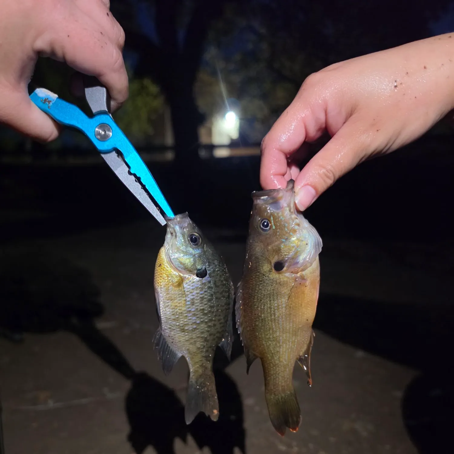 Green sunfish caught on Fishbrain