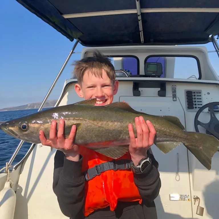 The most recent Pollack catches on Fishbrain