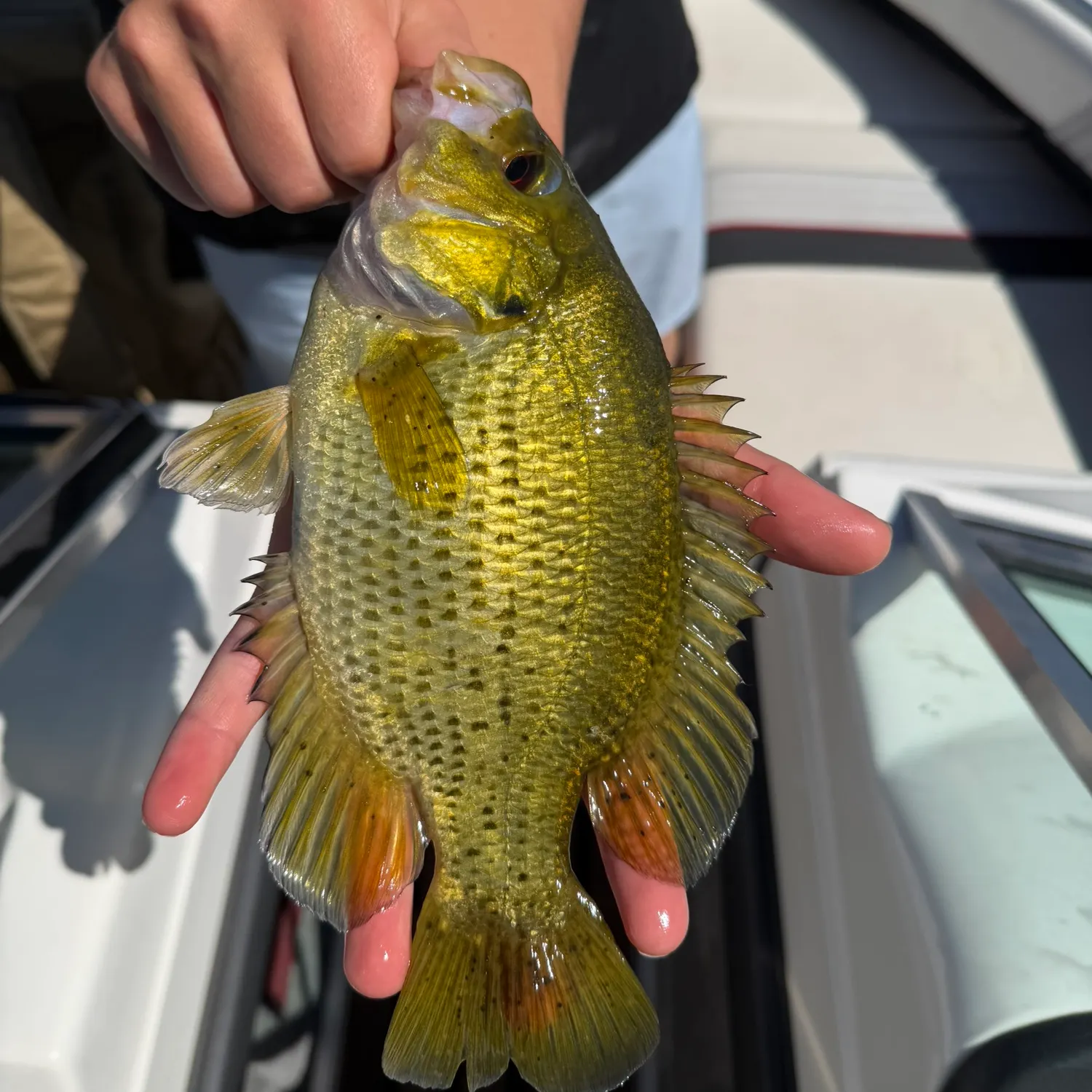 Rock bass caught on Fishbrain