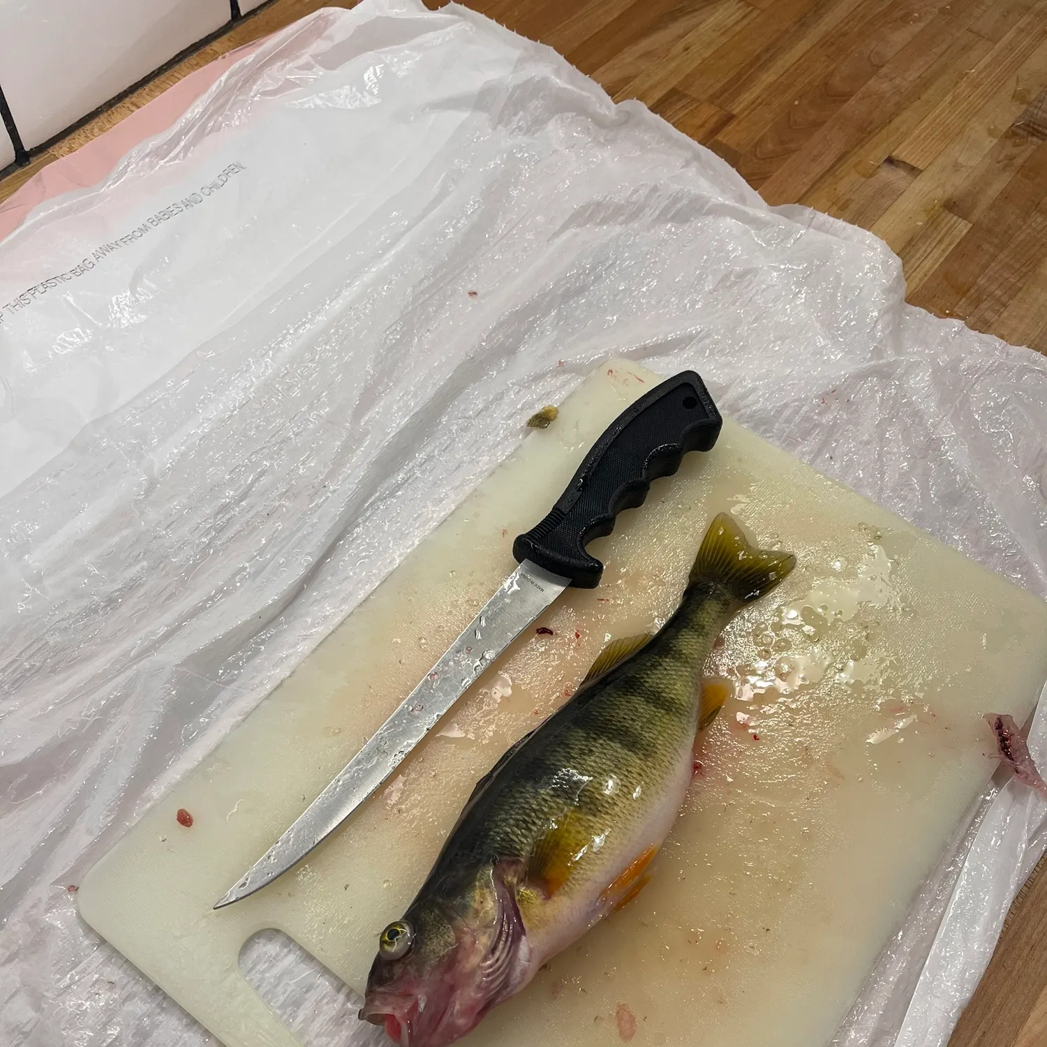 The most recent Yellow perch catches on Fishbrain