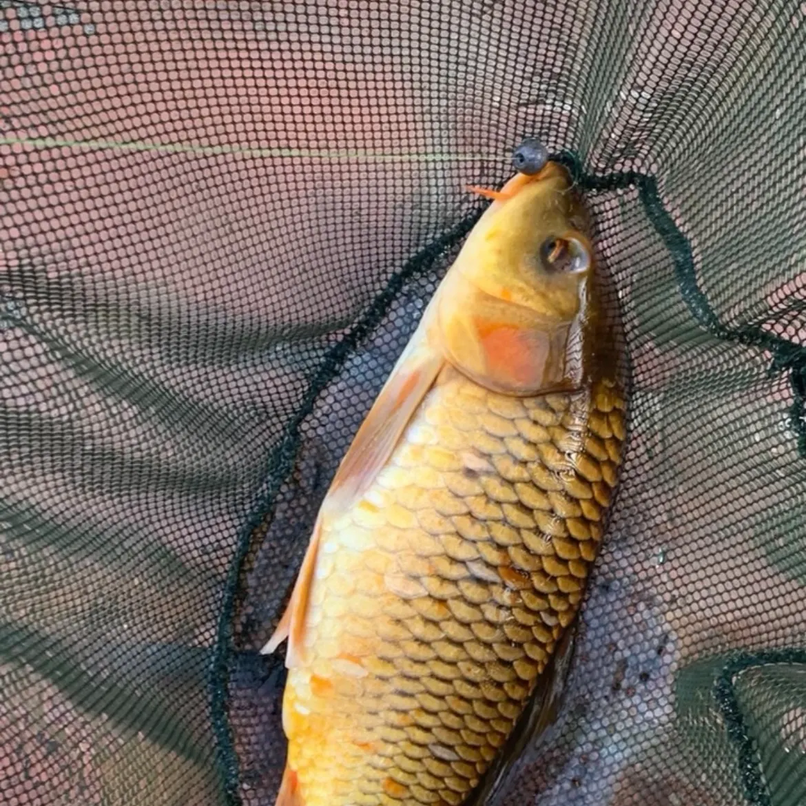 The most recent Koi carp catches on Fishbrain