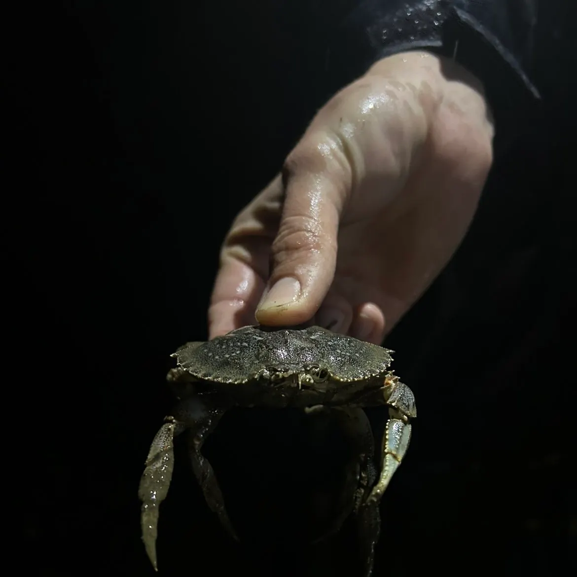 The most recent Dungeness crab catches on Fishbrain