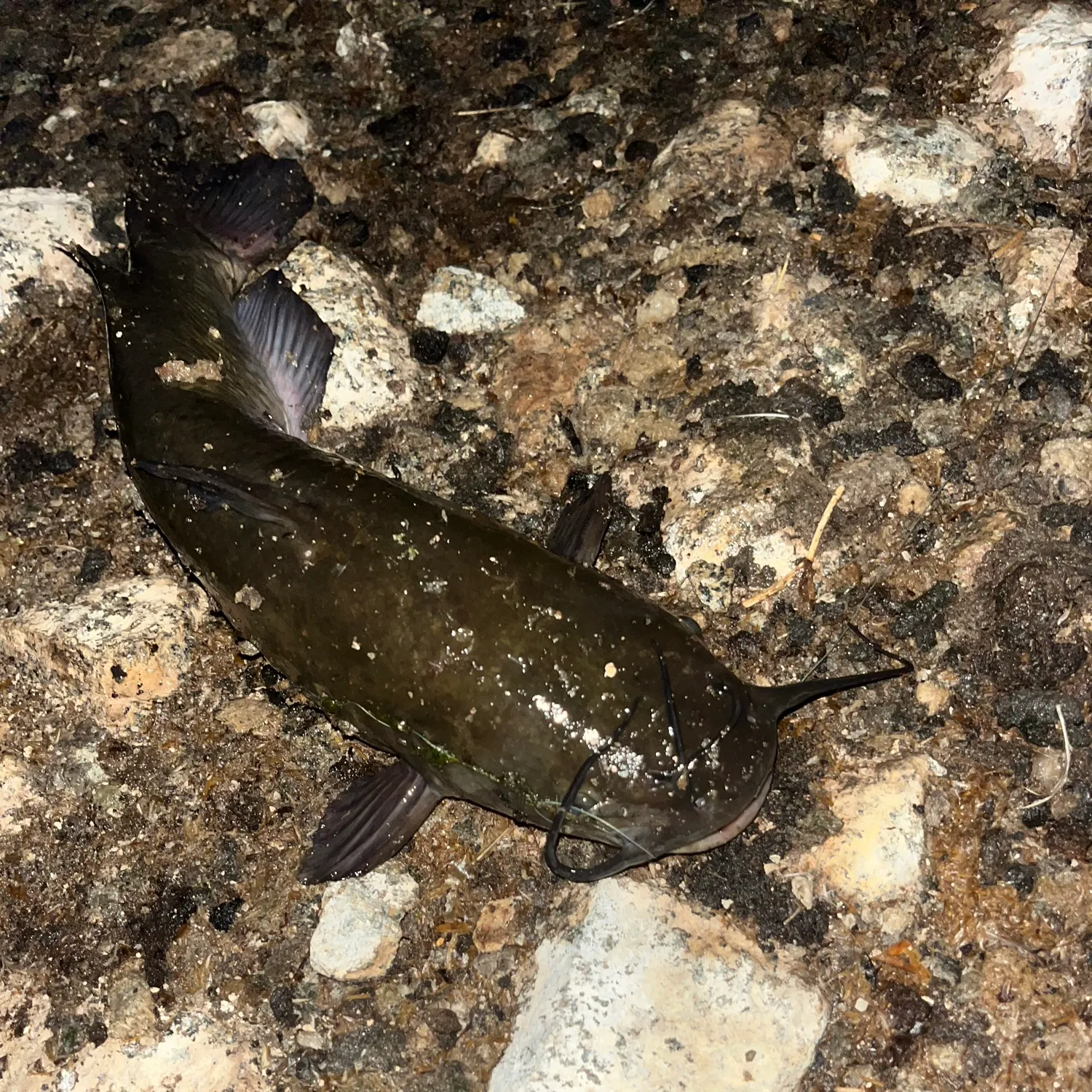 Black bullhead caught on Fishbrain