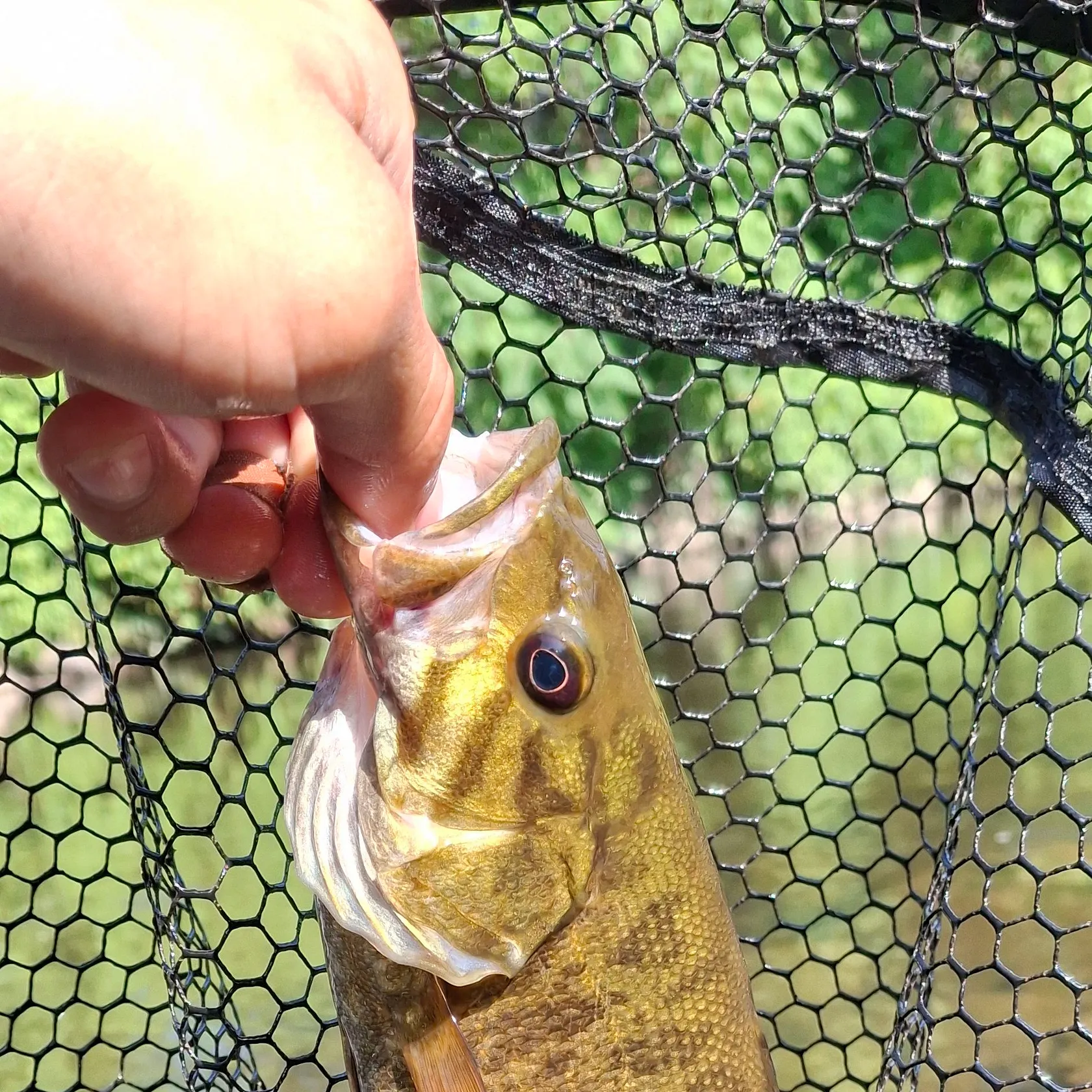 Smallmouth bass caught on Fishbrain