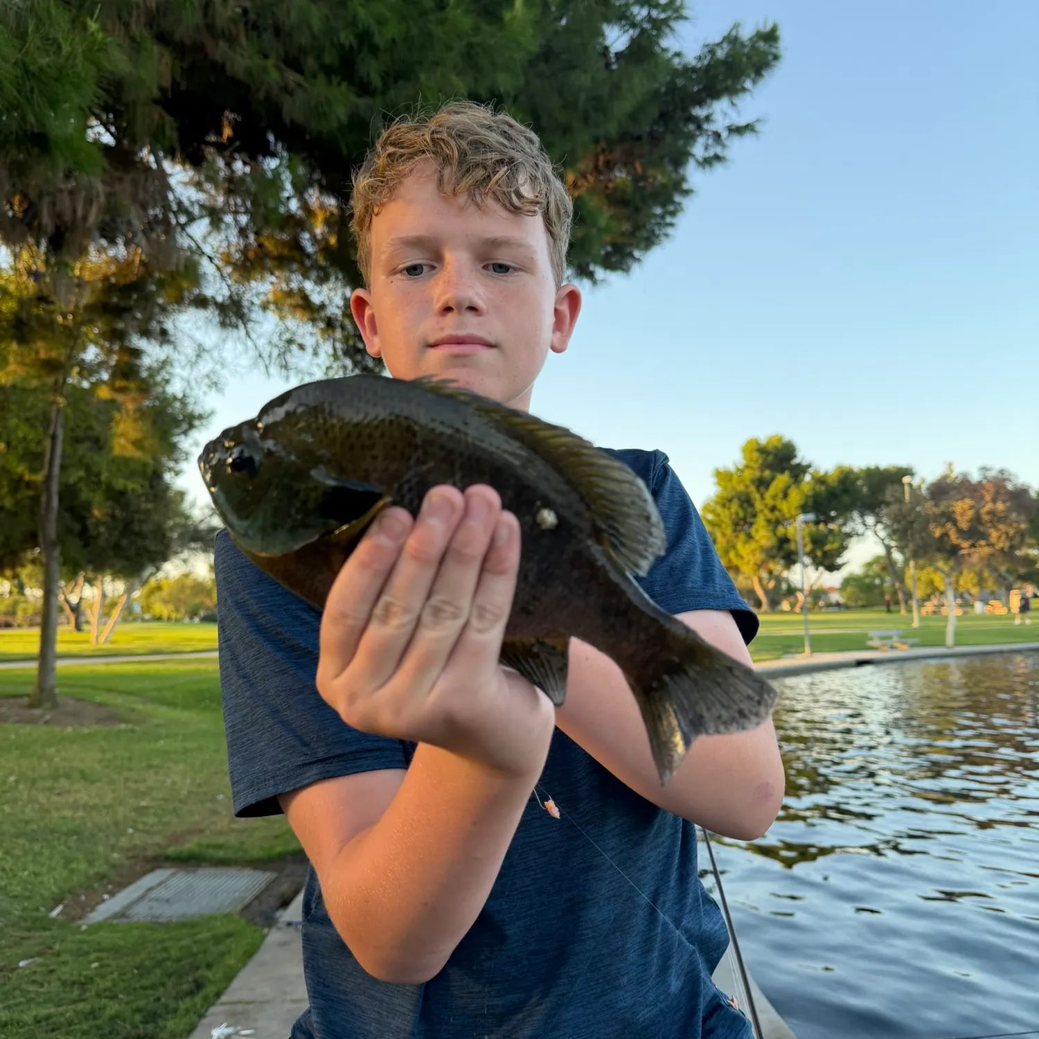 Bluegill caught on Fishbrain