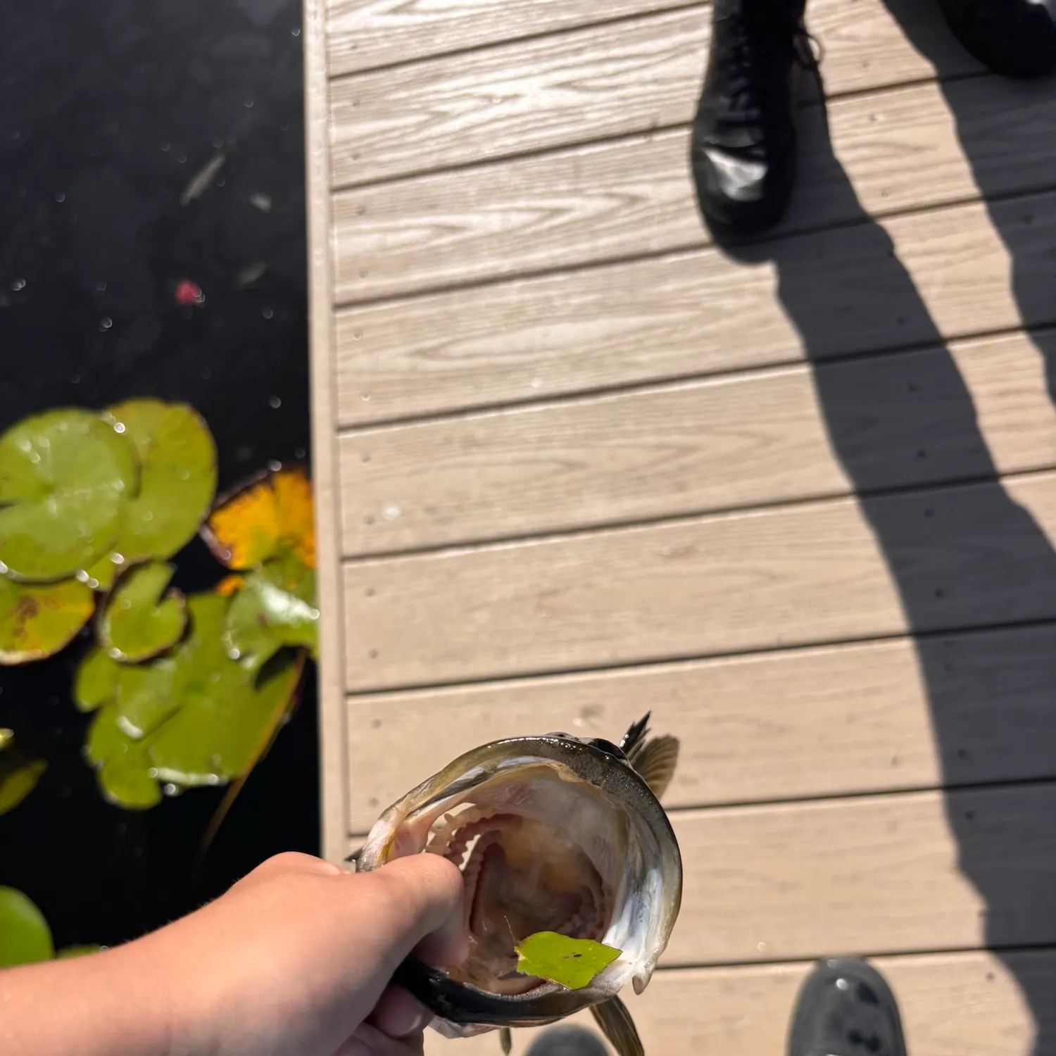 catch