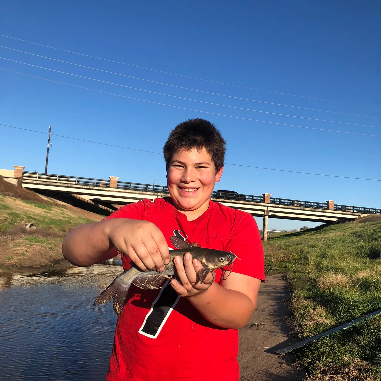 The most recent White bullhead catches on Fishbrain