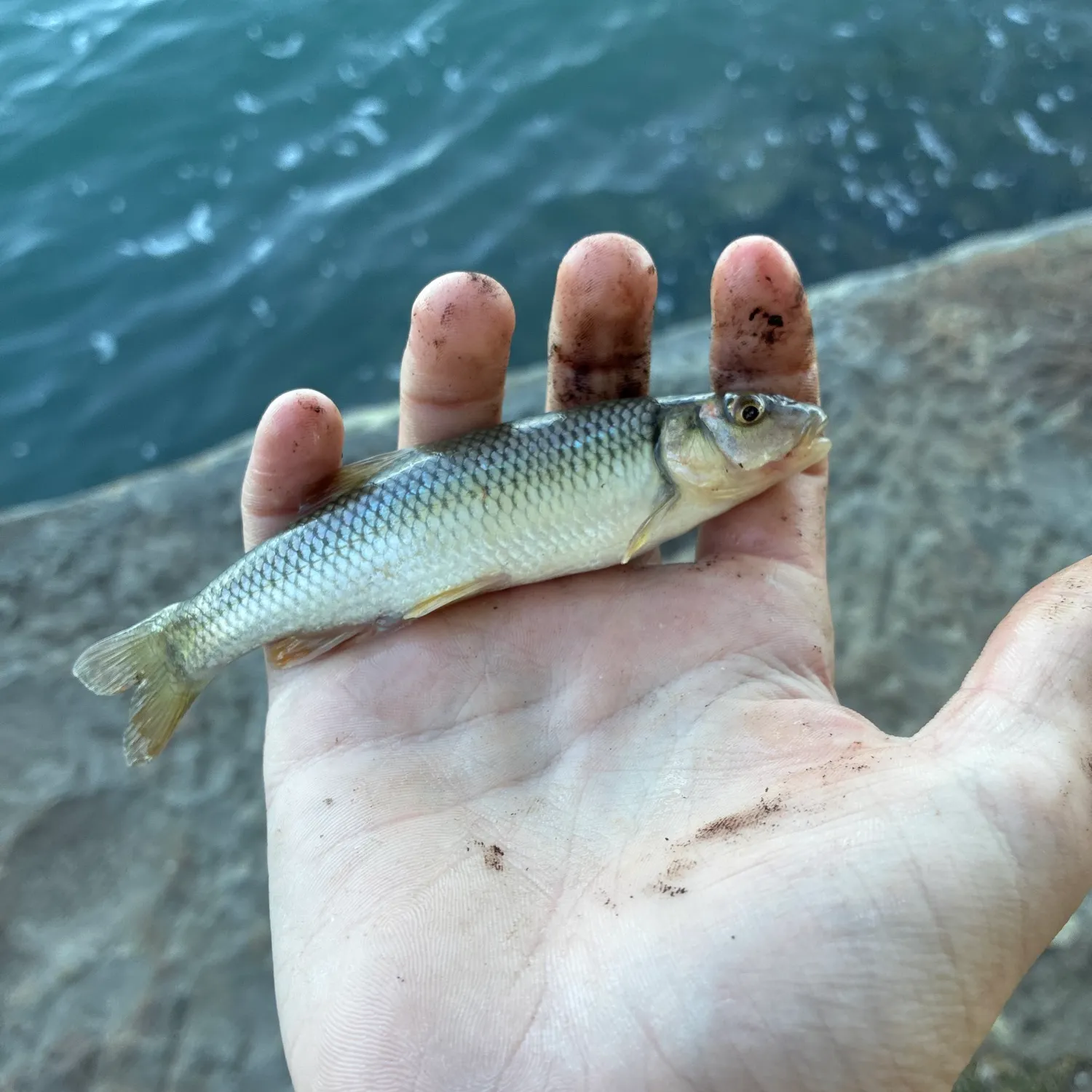 Hornyhead chub caught on Fishbrain