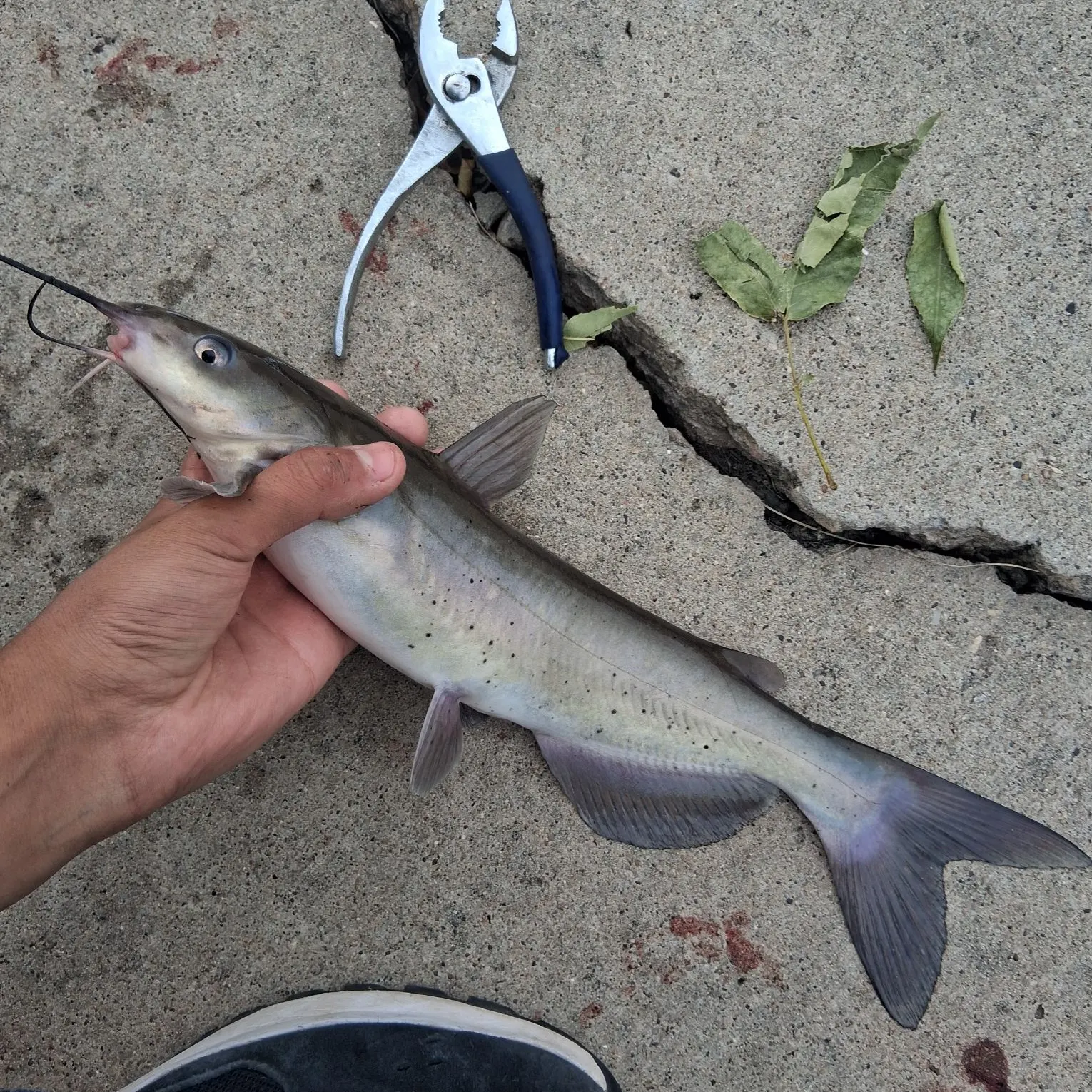 catch