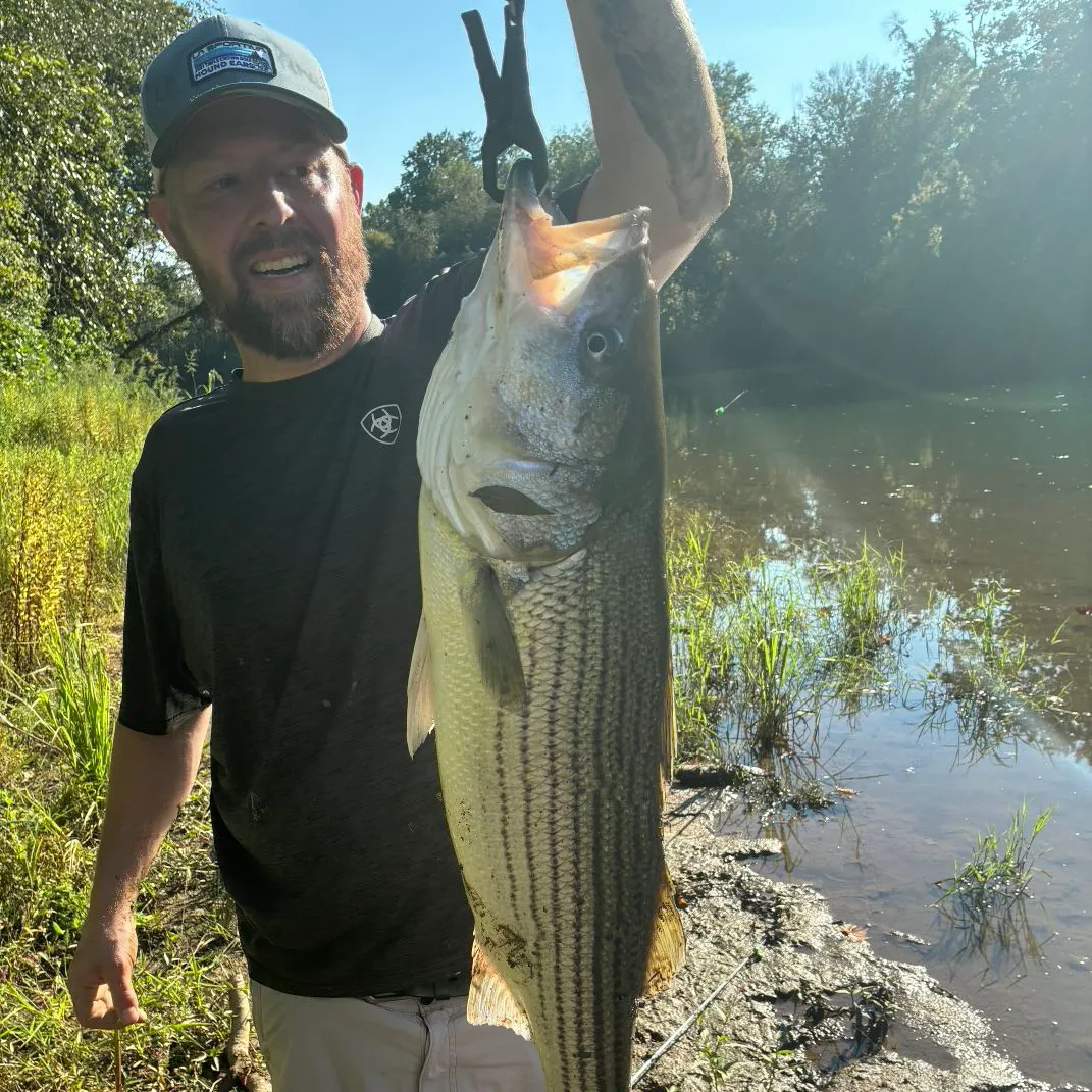 Striped bass caught on Fishbrain
