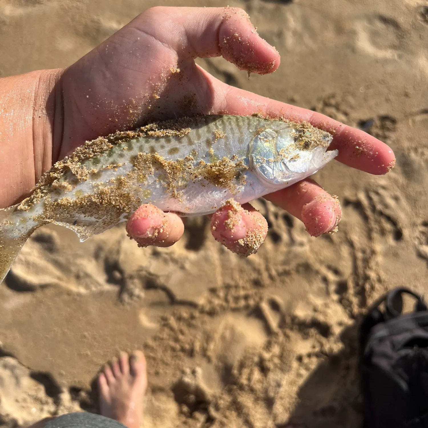 The most recent Eastern Australian salmon catches on Fishbrain