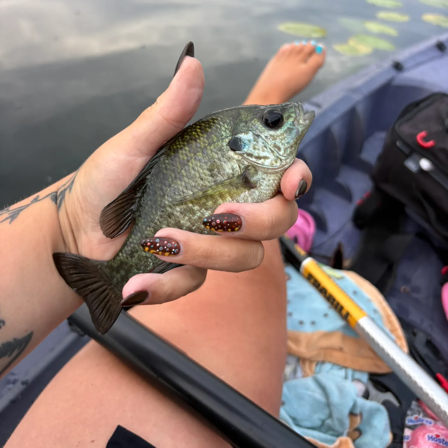 Redear sunfish caught on Fishbrain