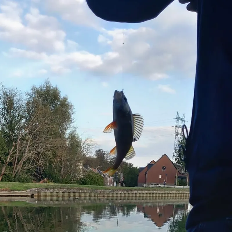European perch caught on Fishbrain