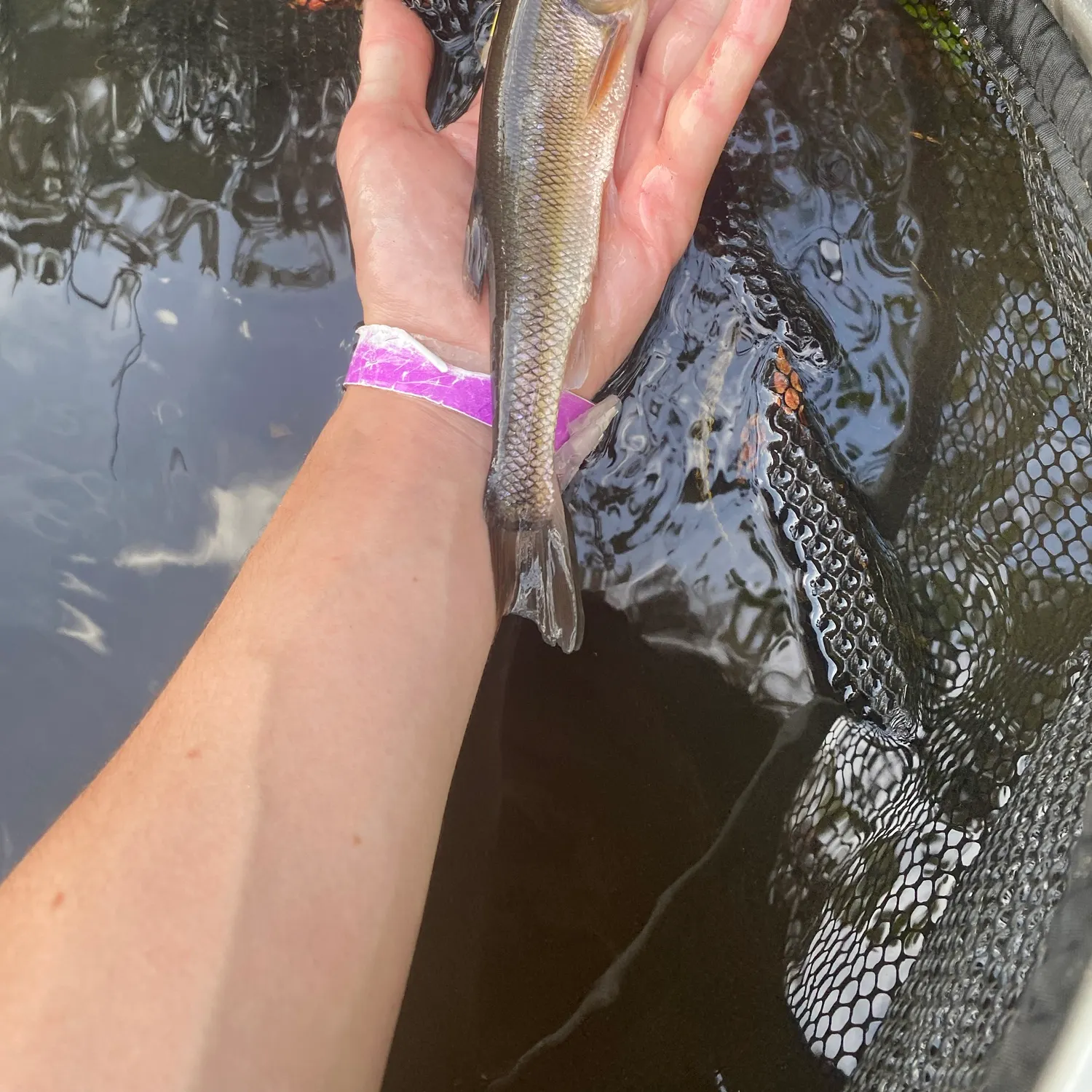 Creek chub caught on Fishbrain