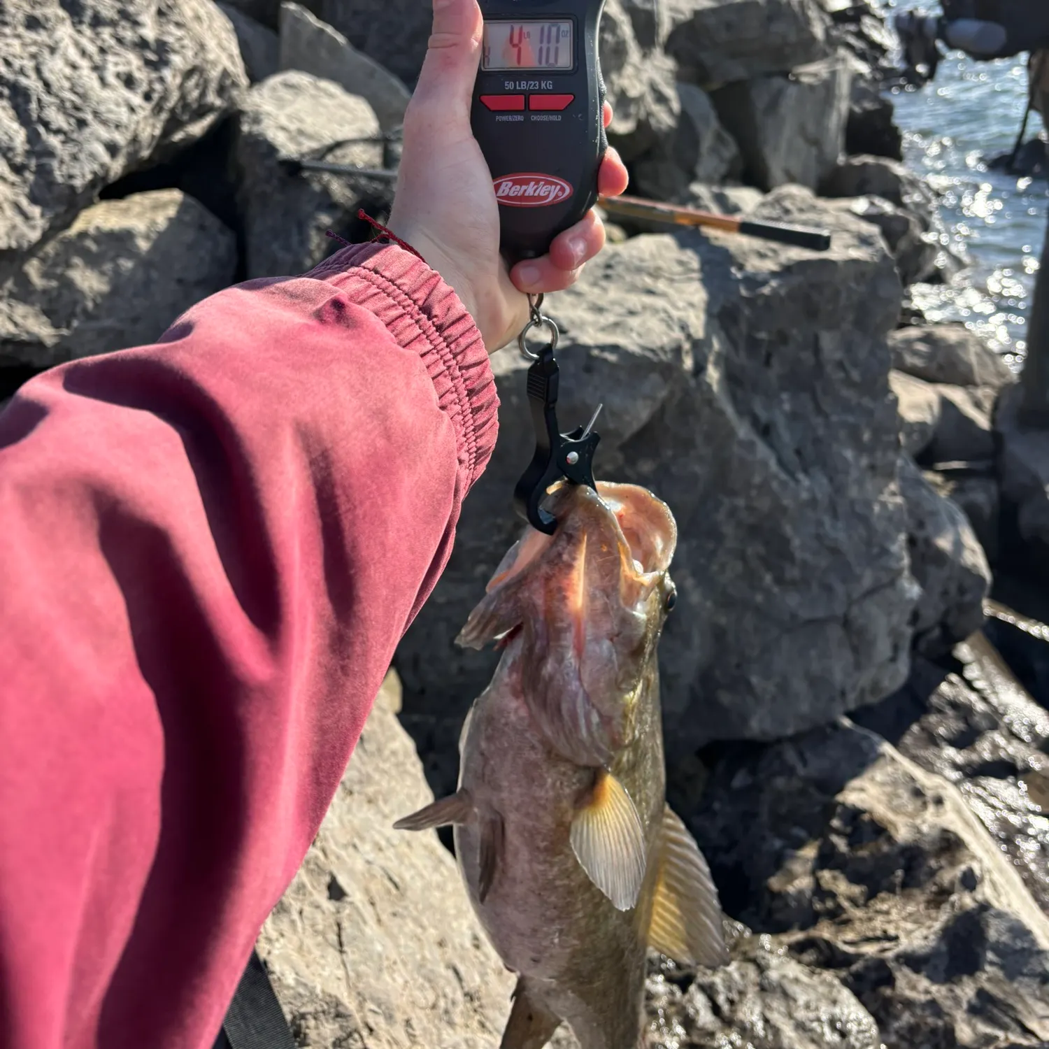 recently logged catches