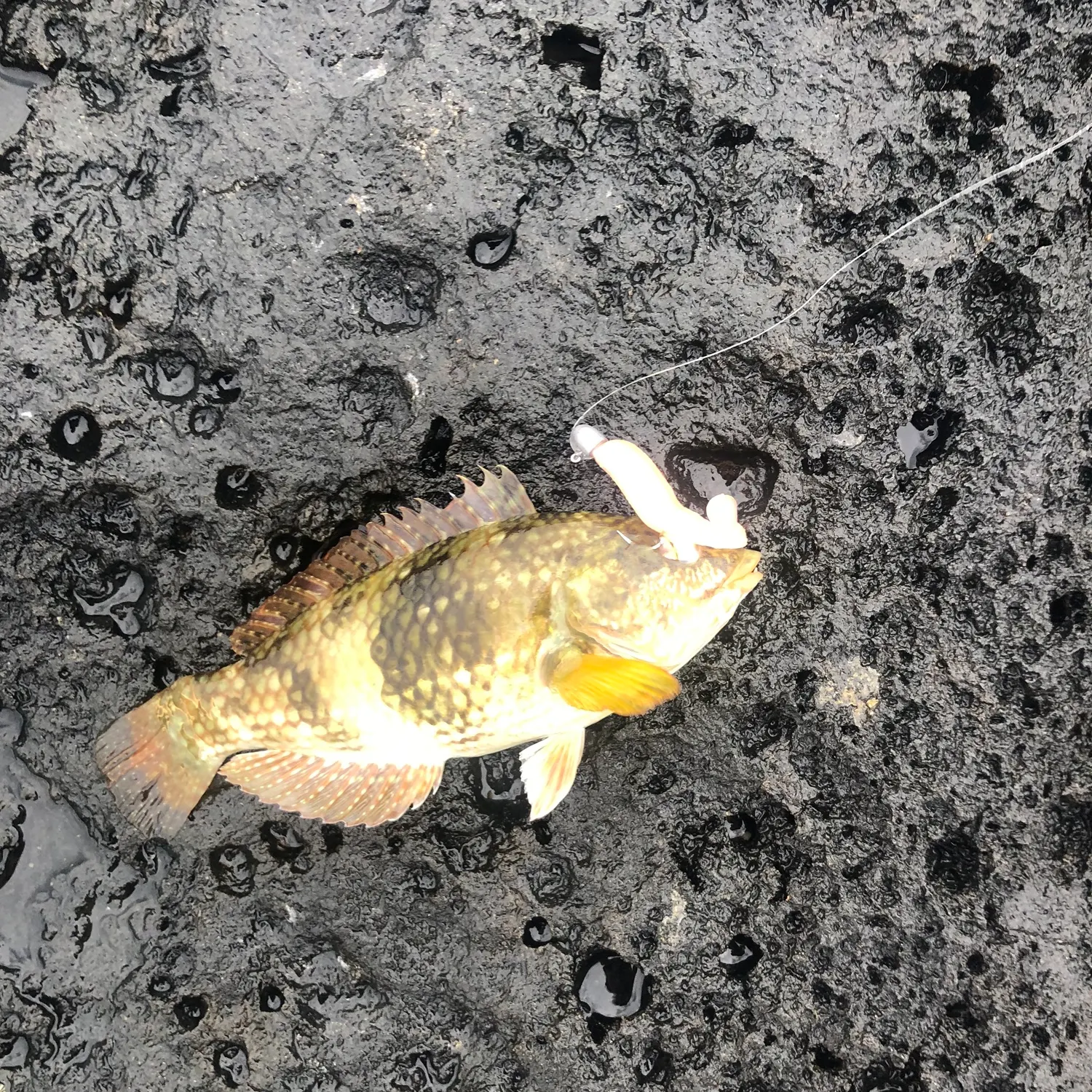 The most recent Blue-throated wrasse catches on Fishbrain