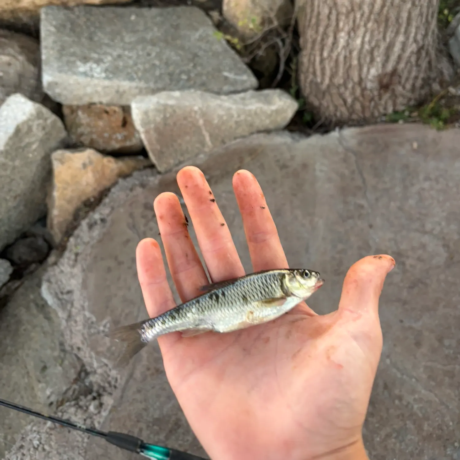 Golden shiner caught on Fishbrain