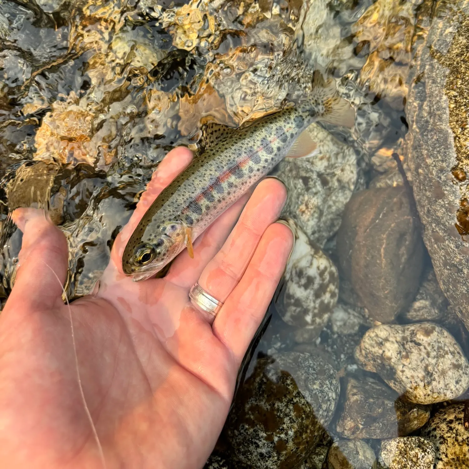 Rainbow trout caught on Fishbrain