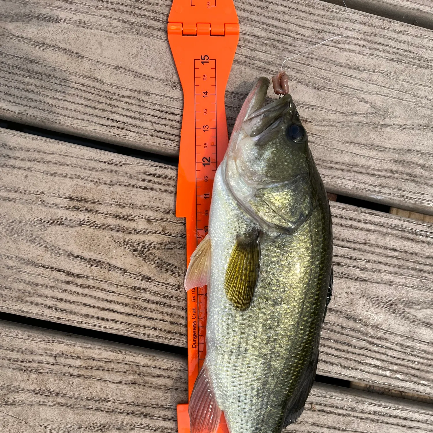 Largemouth bass caught on Fishbrain