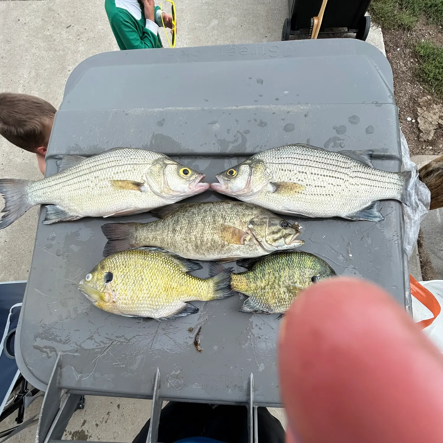 White bass caught on Fishbrain