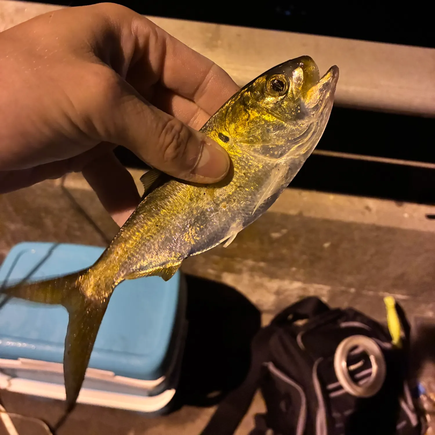 The most recent Atlantic menhaden catches on Fishbrain