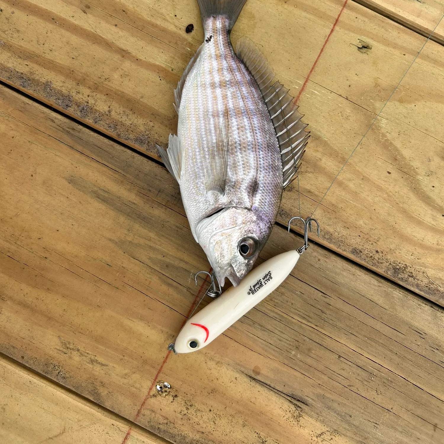 Pinfish caught on Fishbrain