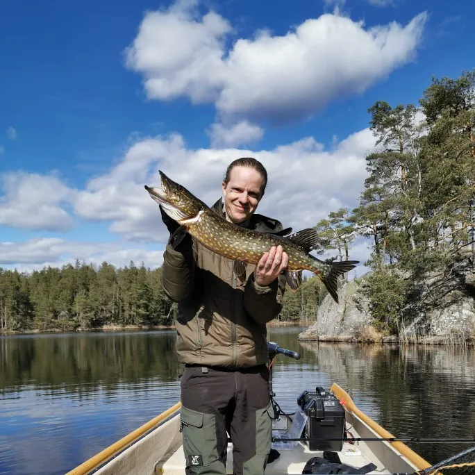 Northern pike caught on Fishbrain