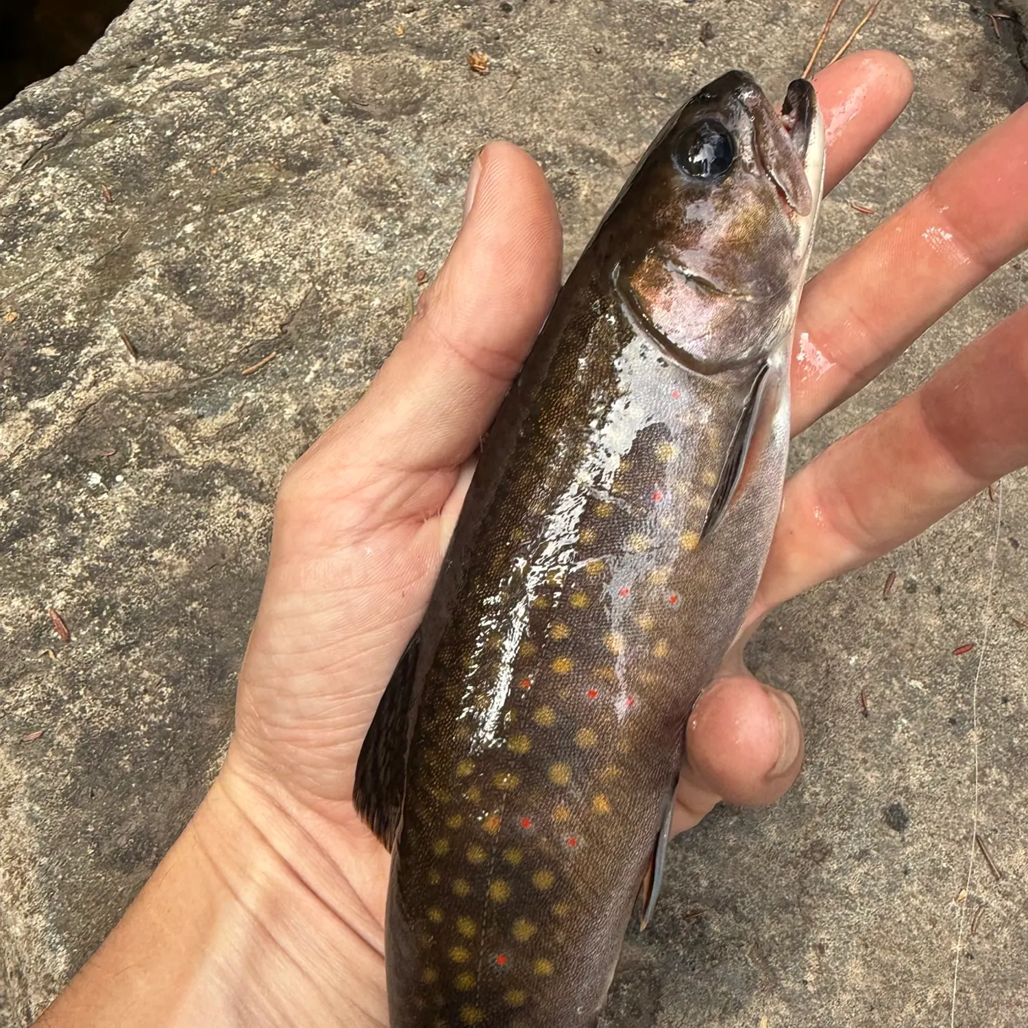 Brook trout caught on Fishbrain