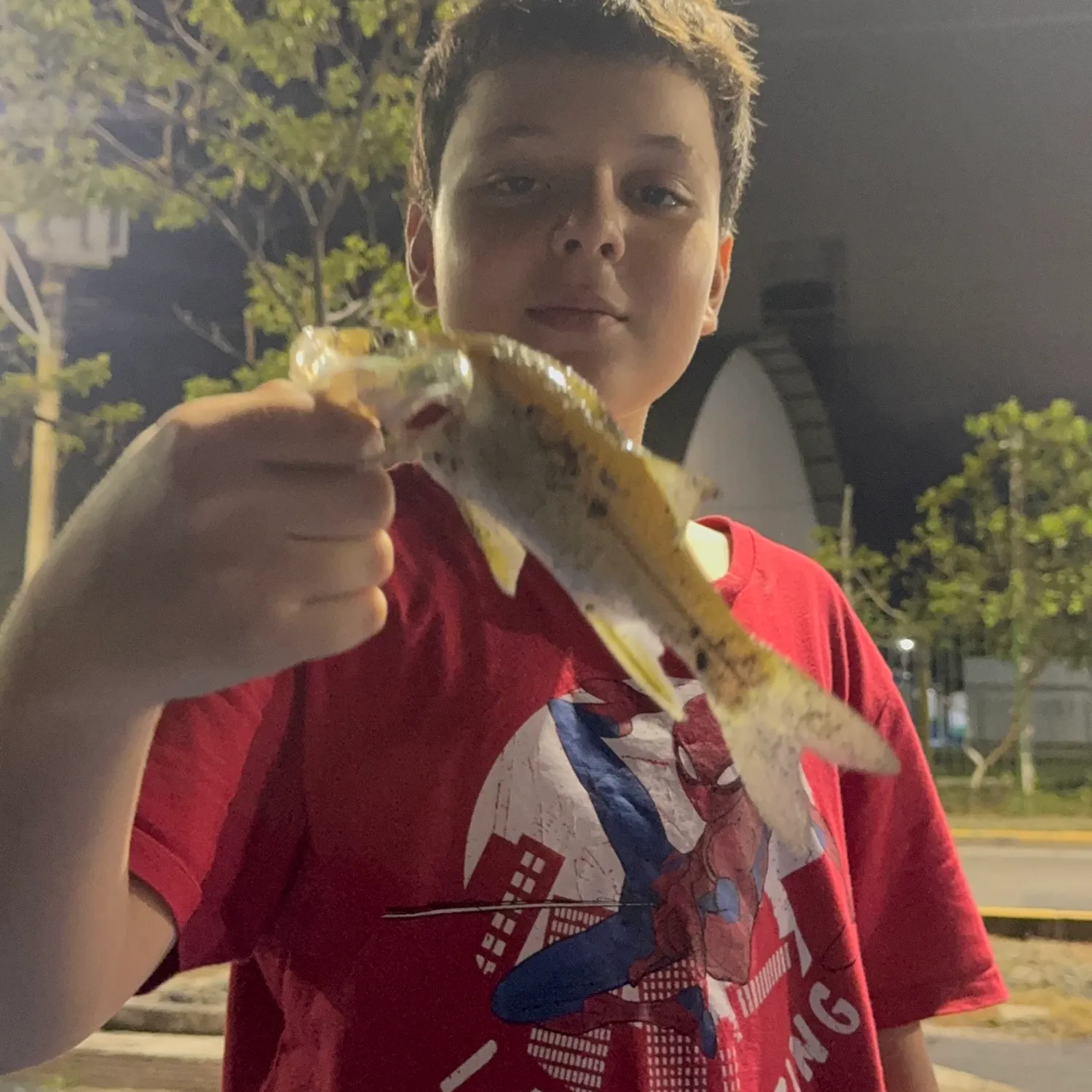 The most recent Fat snook catches on Fishbrain