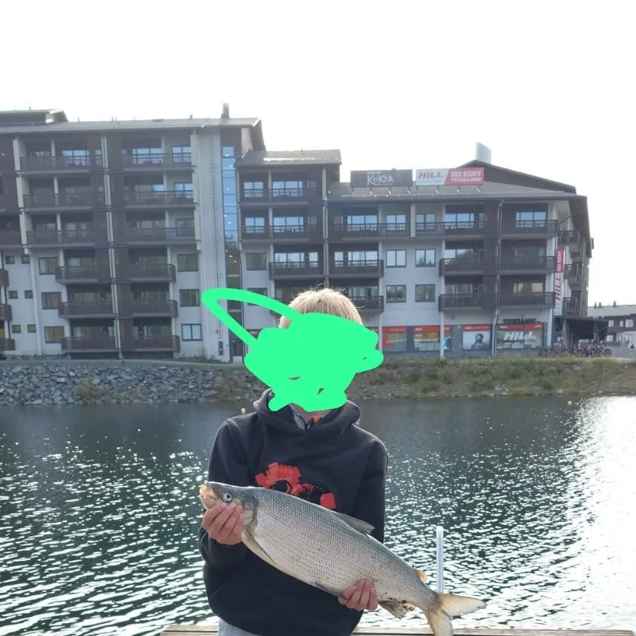 The most recent European whitefish catches on Fishbrain