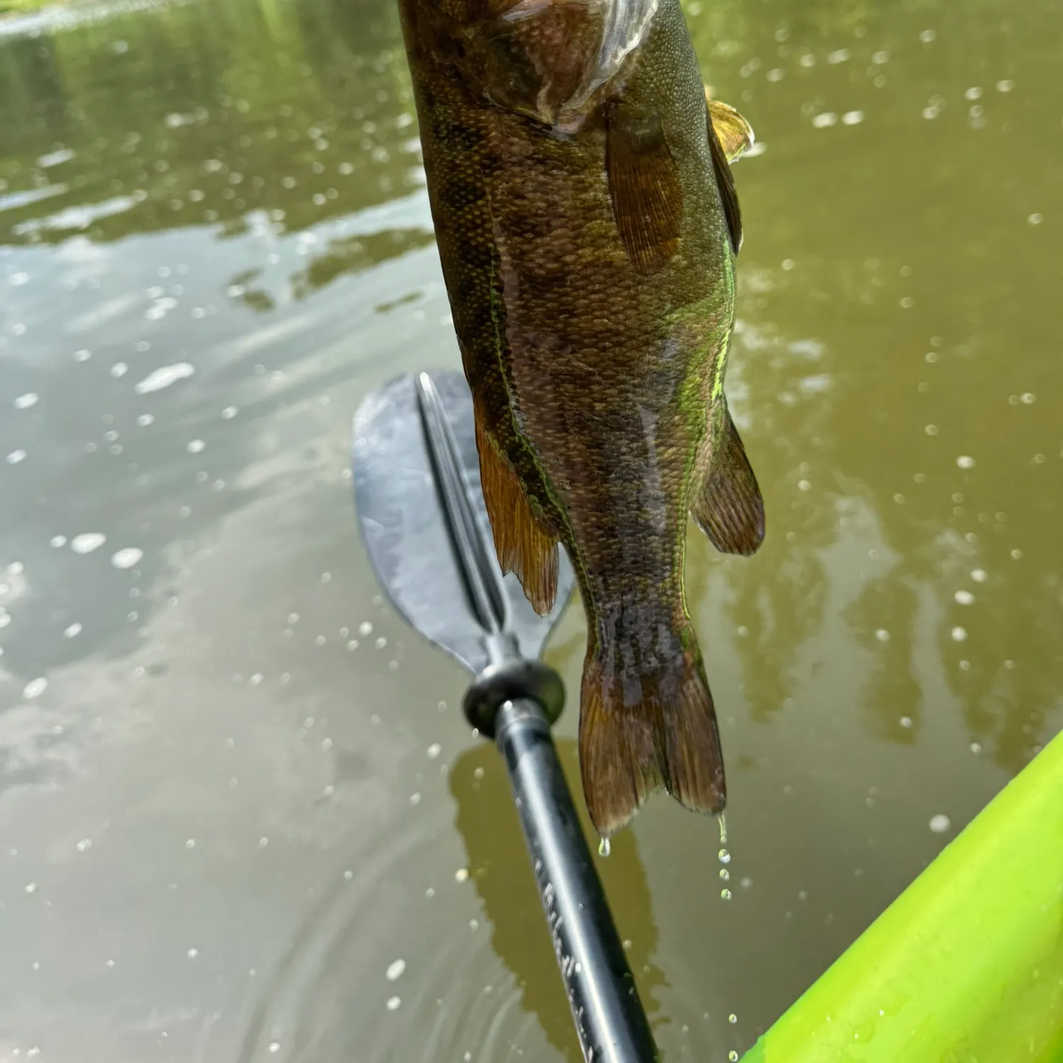 Smallmouth bass caught on Fishbrain