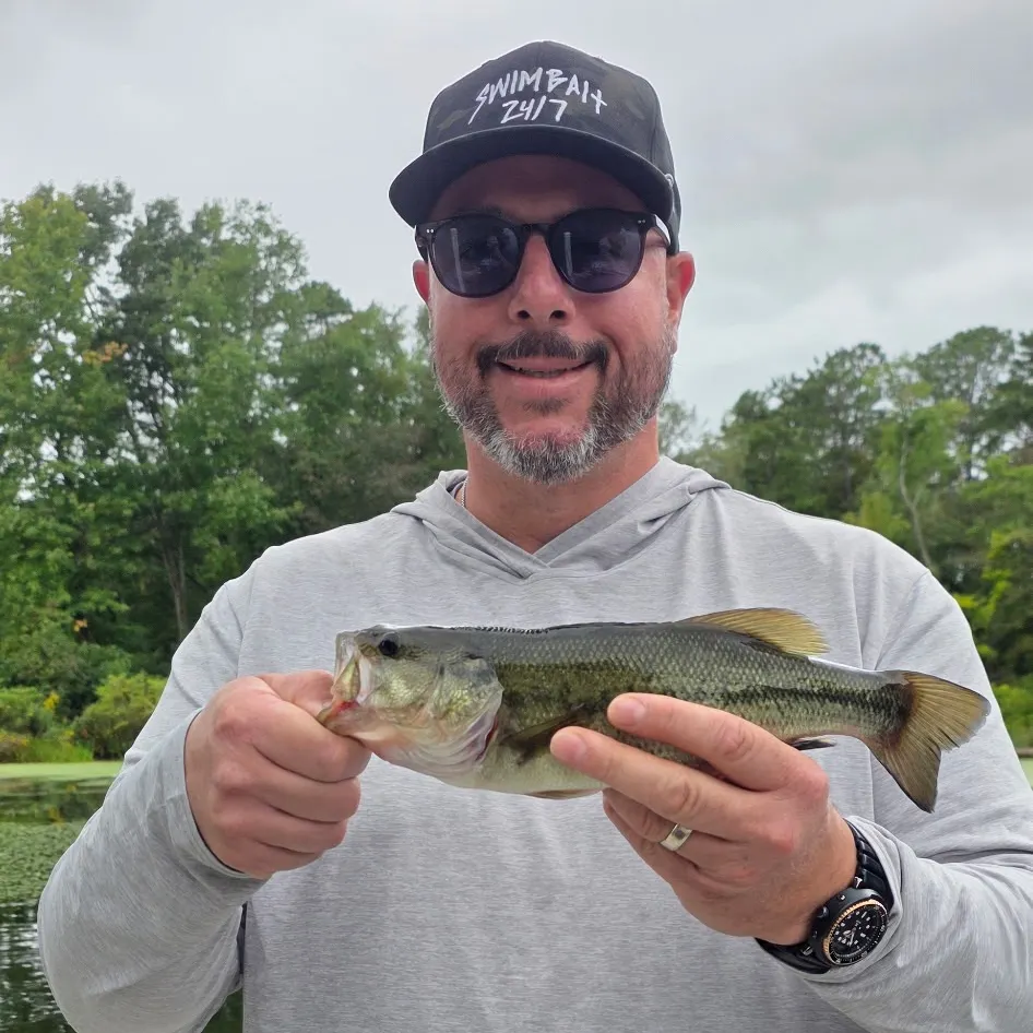 Largemouth bass caught on Fishbrain
