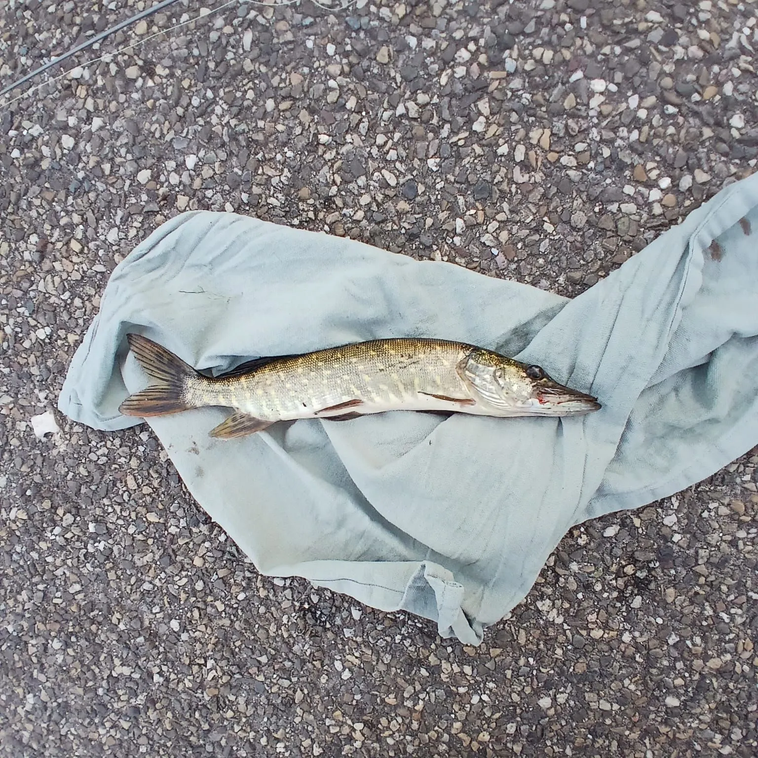 Northern pike caught on Fishbrain
