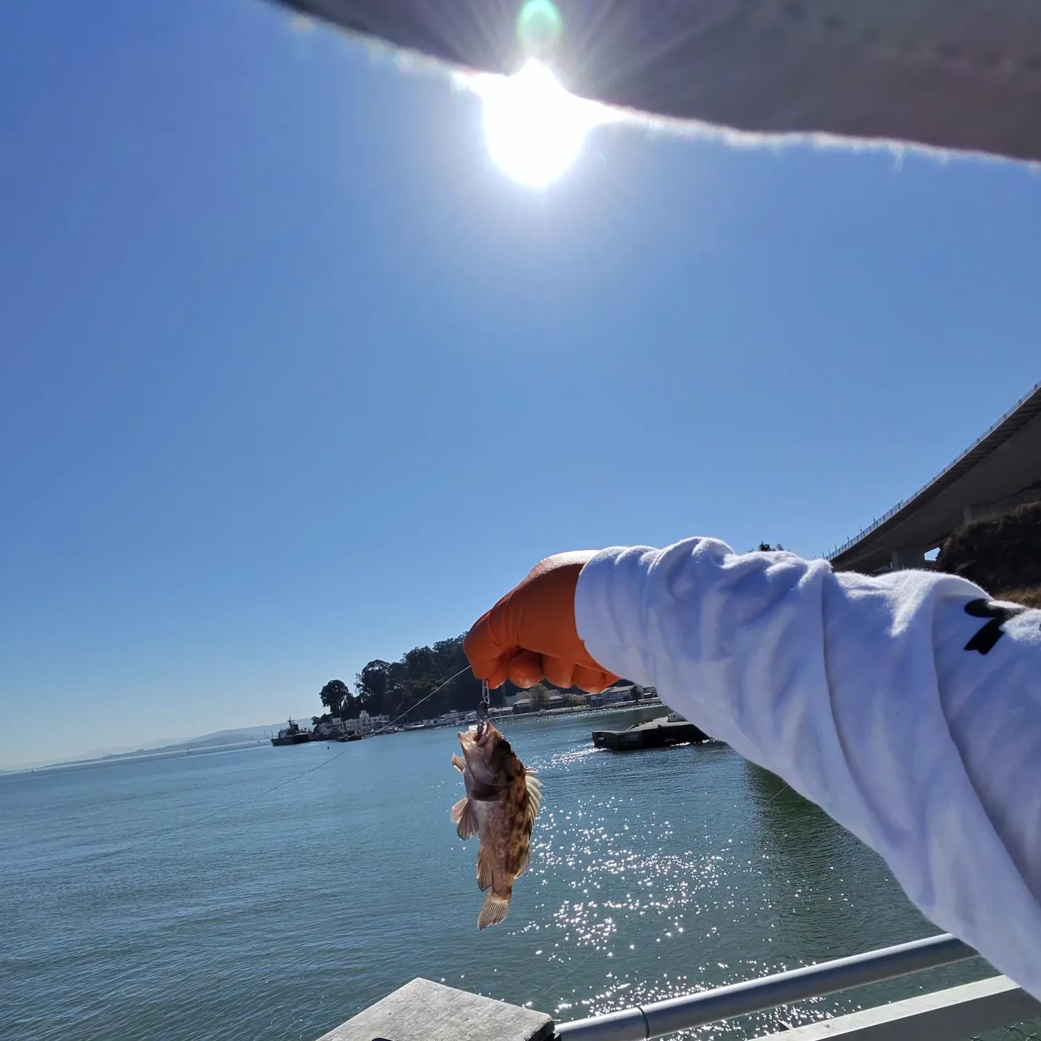 The most recent Brown rockfish catches on Fishbrain