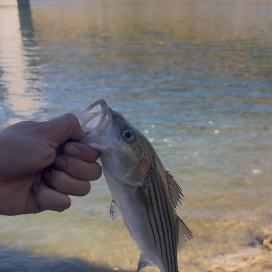Striped bass caught on Fishbrain