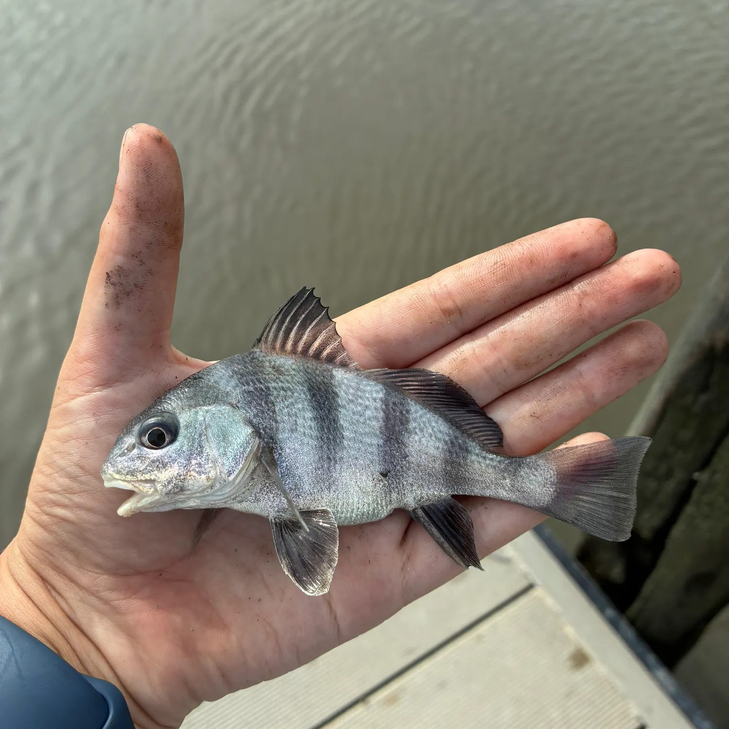 Black drum caught on Fishbrain
