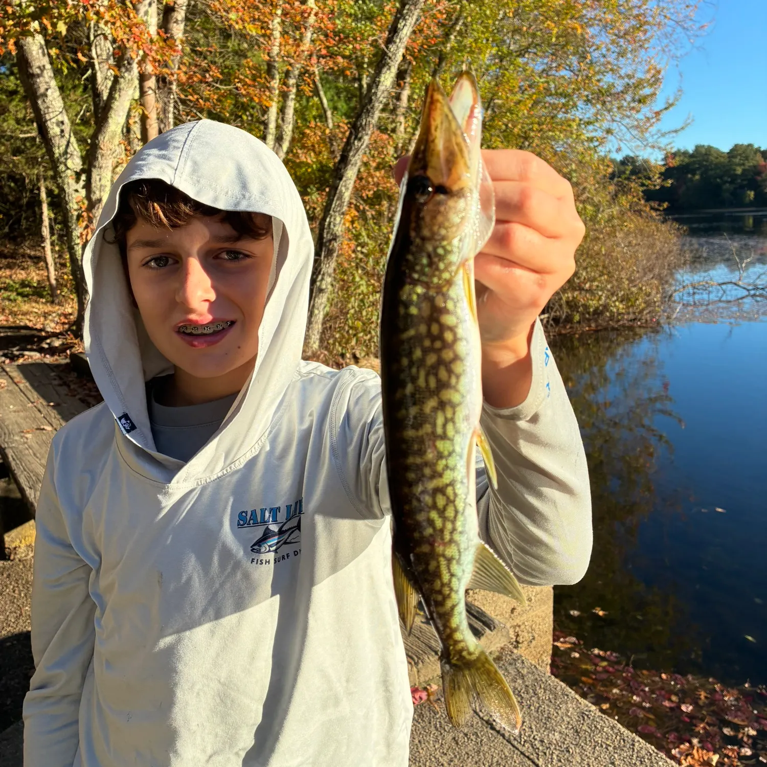 Chain pickerel caught on Fishbrain