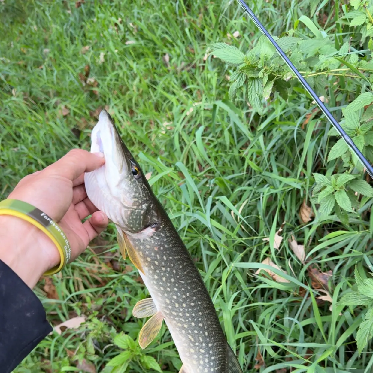 Northern pike caught on Fishbrain