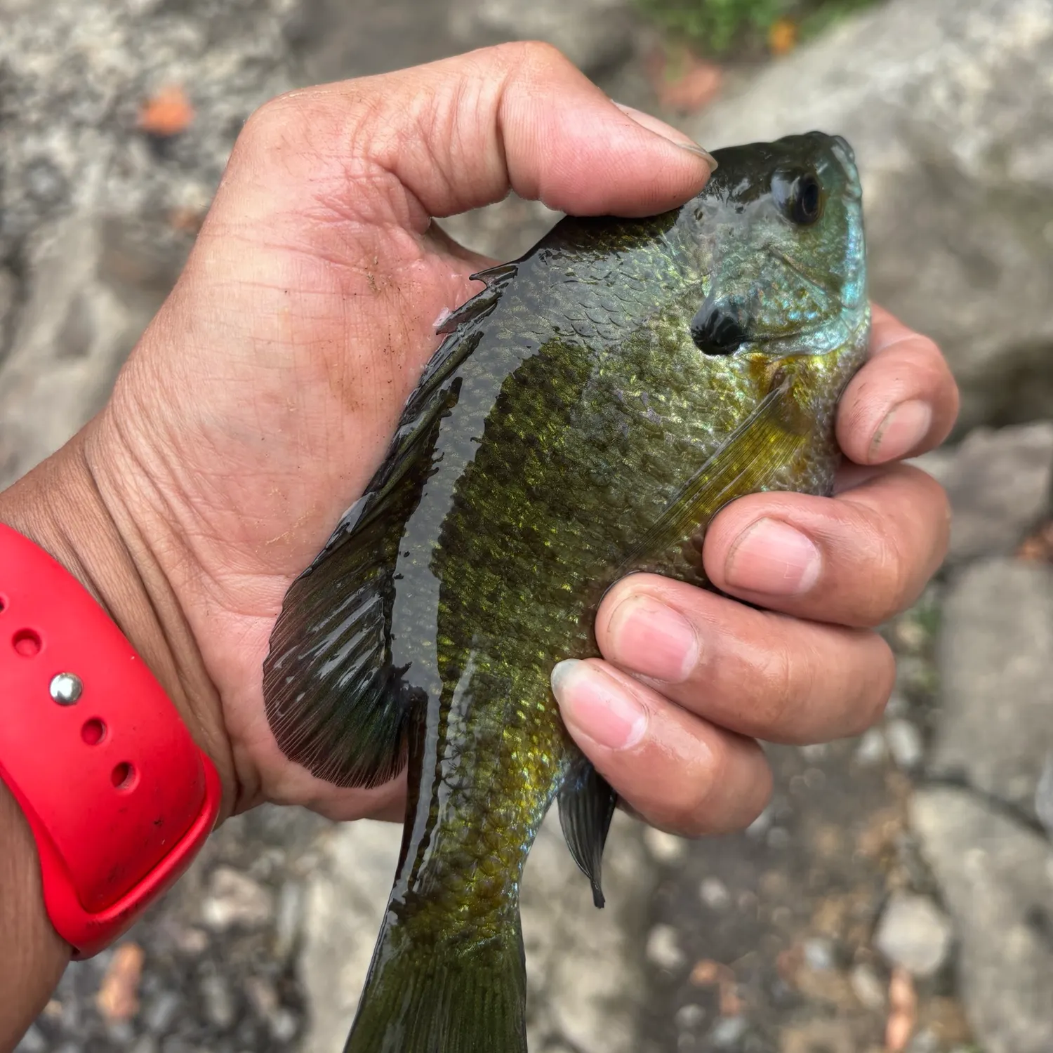 Bluegill caught on Fishbrain