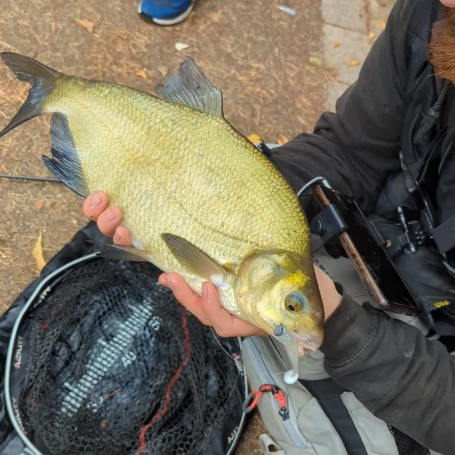 The most recent Common bream catches on Fishbrain