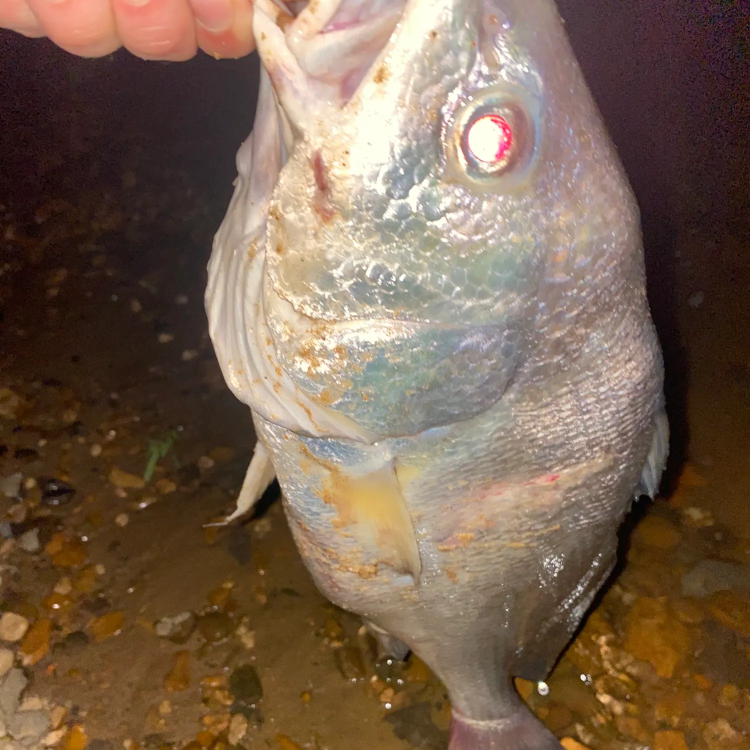 The most recent Freshwater drum catches on Fishbrain