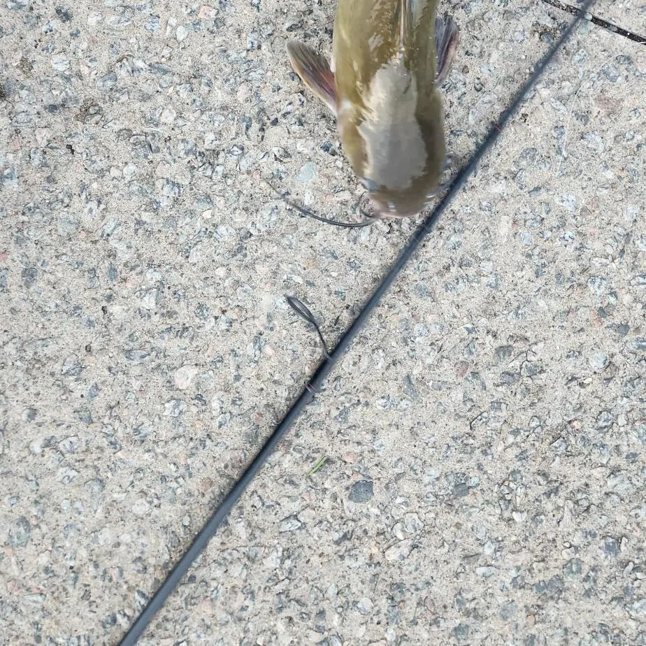 Channel catfish caught on Fishbrain