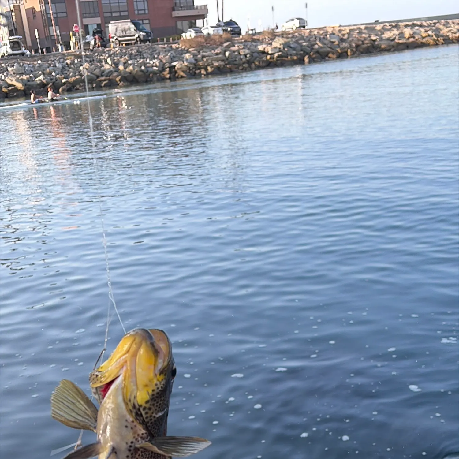 Spotted sand bass caught on Fishbrain