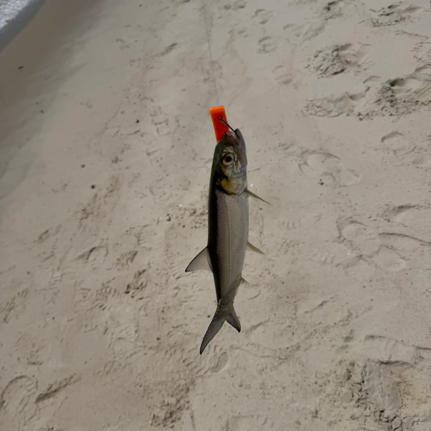 Ladyfish caught on Fishbrain